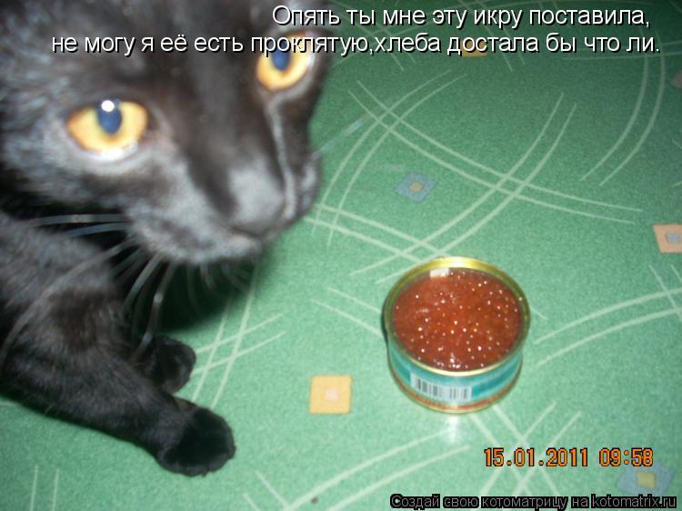 Котоматрица: Опять ты мне эту икру поставила, не могу я её есть проклятую,хлеба достала бы что ли.