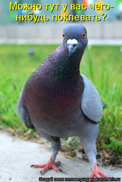 Котоматрица: Можно тут у вас чего- нибудь поклевать?