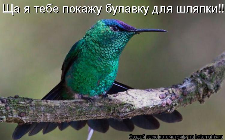 Котоматрица: Ща я тебе покажу булавку для шляпки!!!