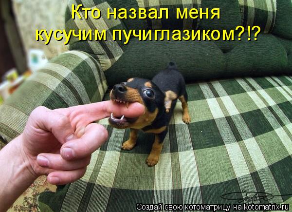 Котоматрица: Кто назвал меня  кусучим пучиглазиком?!?
