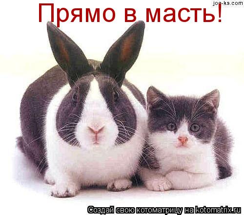 Котоматрица: Прямо в масть!