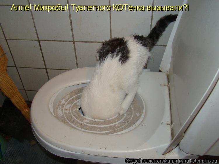 Котоматрица: Аллё! Микробы! Туалетного КОТёнка вызывали?!