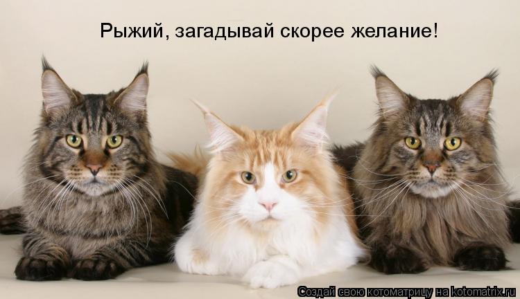 Котоматрица: Рыжий, загадывай скорее желание!