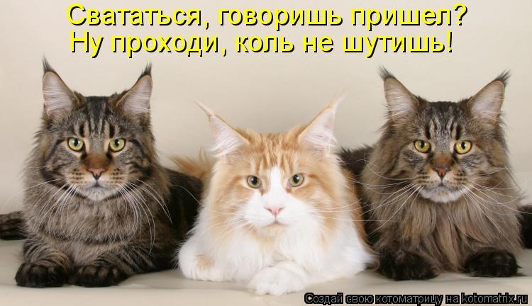 Котоматрица: Свататься, говоришь пришел?                                                        Ну проходи, коль не шутишь!