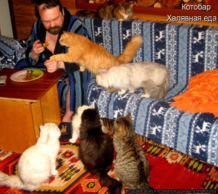 Котоматрица: Котобар Халявная еда