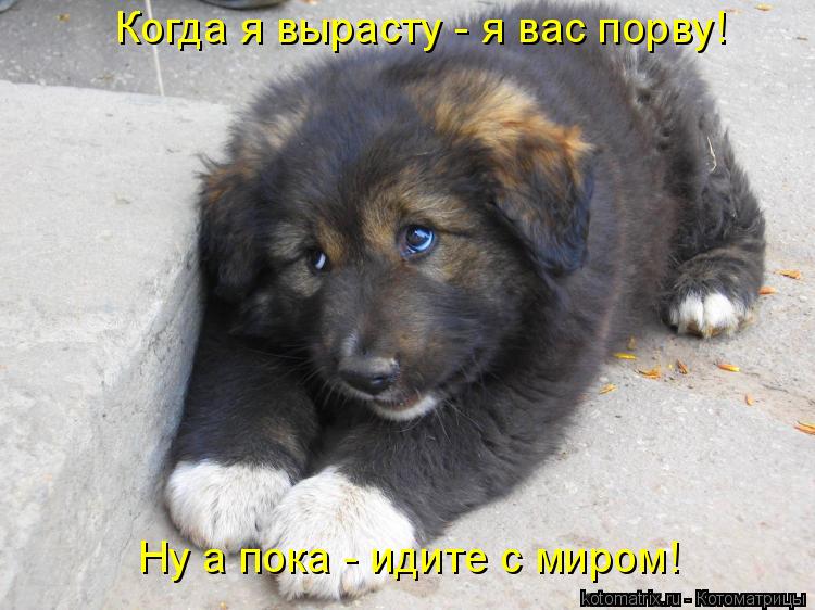 Котоматрица: Когда я вырасту - я вас порву! Ну а пока - идите с миром!