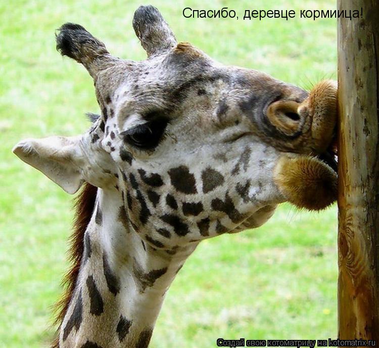 Котоматрица: Спасибо, деревце кормиица!