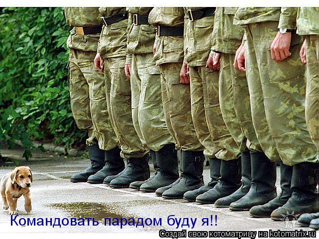 Котоматрица: Командовать парадом буду я!!