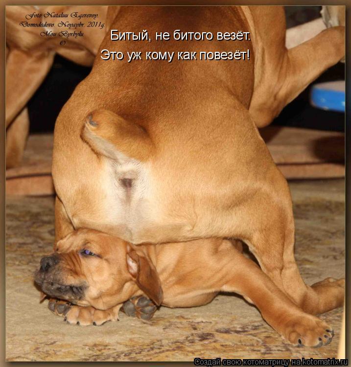 Котоматрица: Битый, не битого везёт. Это уж кому как повезёт!