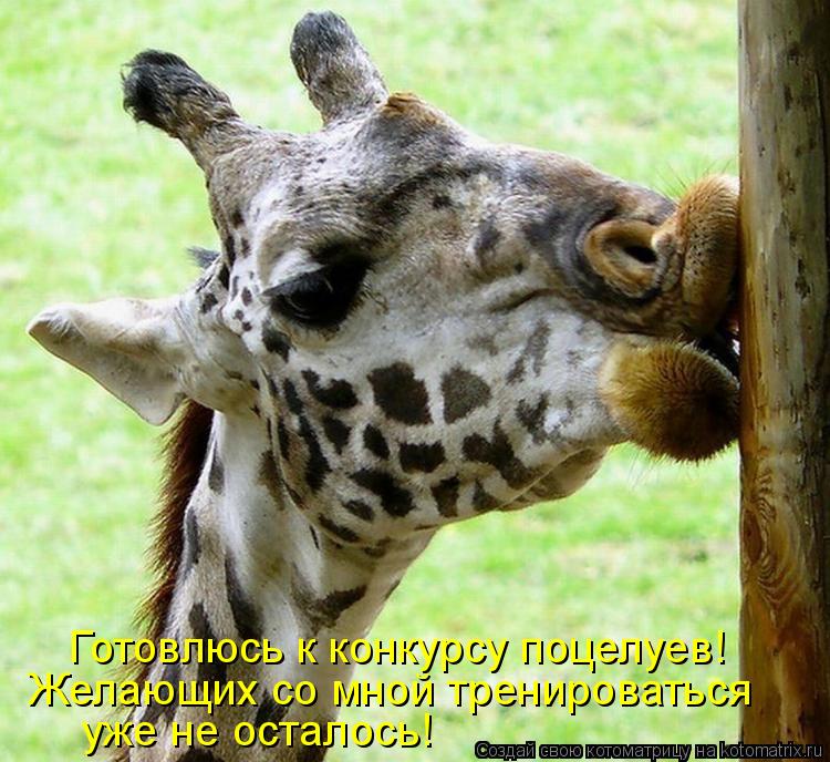 Котоматрица: Готовлюсь к конкурсу поцелуев! Желающих со мной тренироваться уже не осталось!