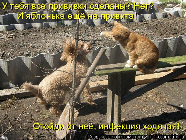 У тебя все прививки сделаны? Нет? И яблонька ещё не привита! Отойди от неё, инфекция ходячая!... Котоматрица: У тебя все прививки сделаны? Нет? И яблонька ещё не привита! Отойди от неё, инфекция ходячая!