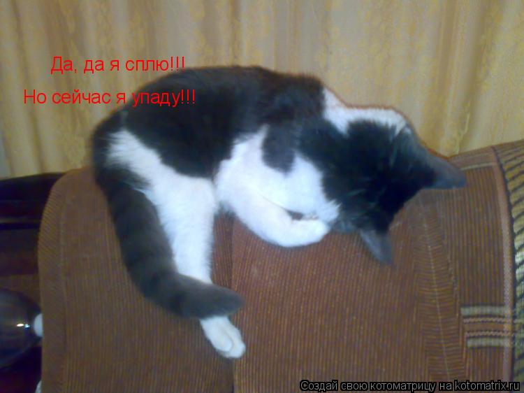 Котоматрица: Да, да я сплю!!! Но сейчас я упаду!!!