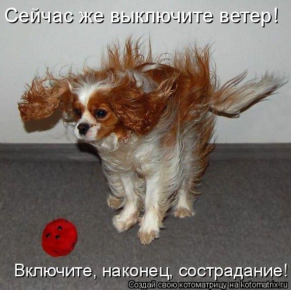Котоматрица: Сейчас же выключите ветер! Включите, наконец, сострадание!