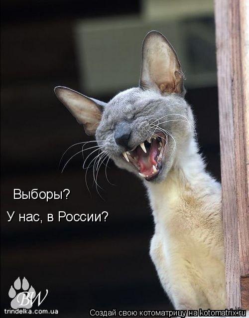 Котоматрица: Выборы? У нас, в России?