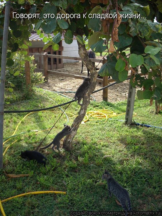 Котоматрица: Говорят, это дорога к сладкой жизни...