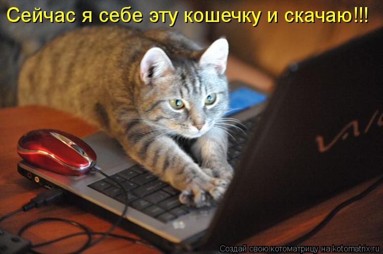 Котоматрица: Сейчас я себе эту кошечку и скачаю!!!