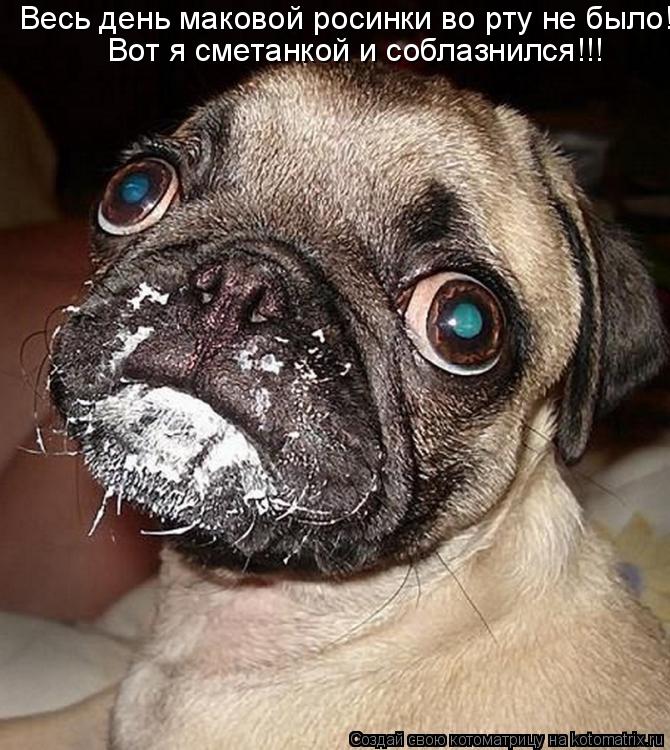 Котоматрица: Весь день маковой росинки во рту не было! Вот я сметанкой и соблазнился!!!