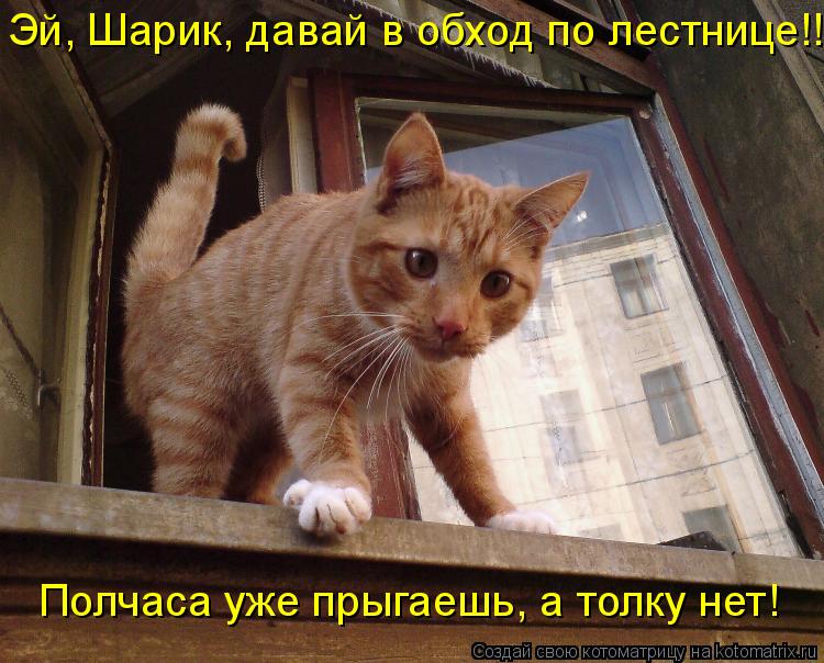 Котоматрица: Полчаса уже прыгаешь, а толку нет! Эй, Шарик, давай в обход по лестнице!!!