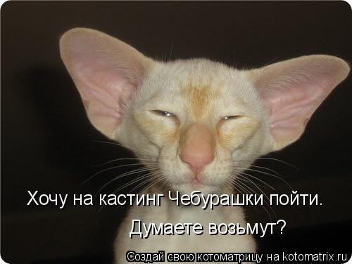Котоматрица: Хочу на кастинг Чебурашки пойти. Думаете возьмут?
