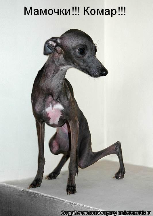 Котоматрица: Мамочки!!! Комар!!!