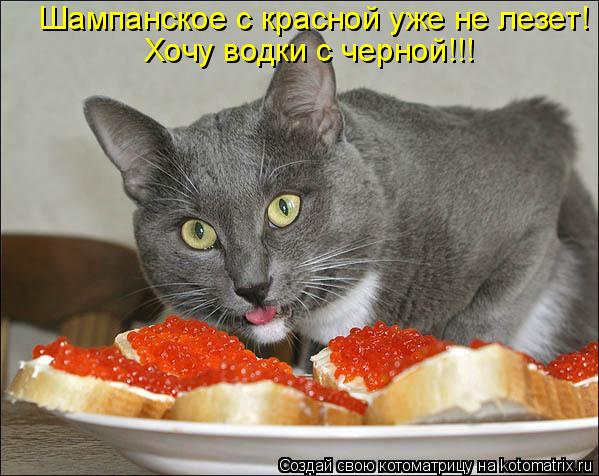 Котоматрица: Шампанское с красной уже не лезет! Хочу водки с черной!!!