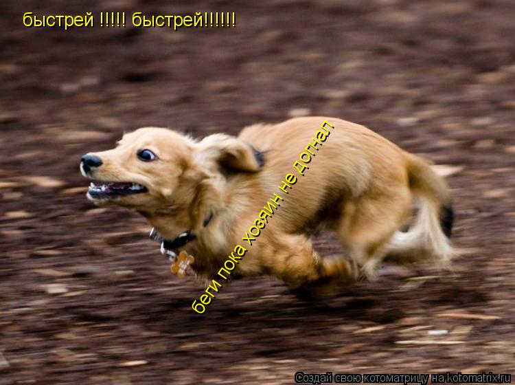 Котоматрица: быстрей !!!!! быстрей!!!!!! беги пока хозяин не догнал