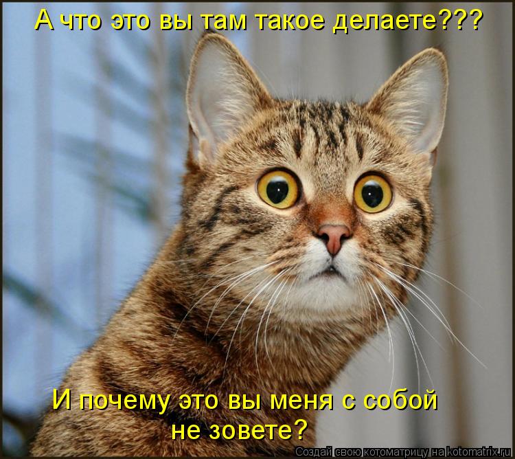 Котоматрица: А что это вы там такое делаете??? И почему это вы меня с собой  не зовете?