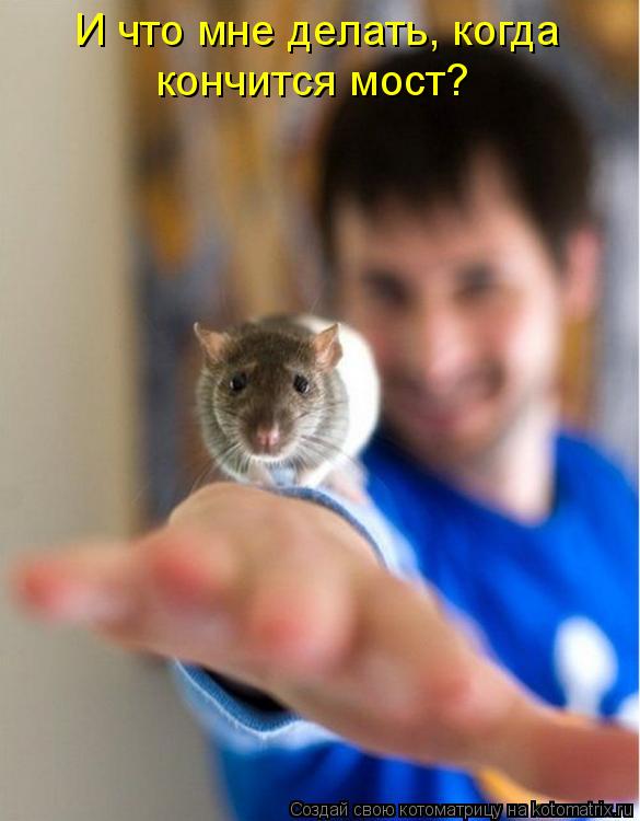 Котоматрица: И что мне делать, когда  кончится мост?