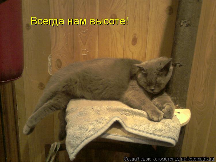 Котоматрица: Всегда нам высоте!