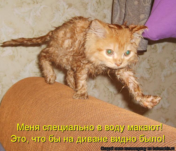Котоматрица: Меня специально в воду макают! Это, что бы на диване видно было!
