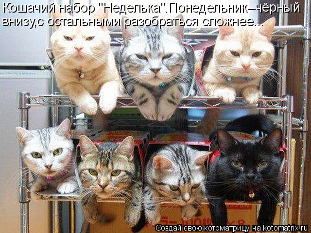 Котоматрица: Кошачий набор "Неделька".Понедельник--чёрный внизу,с остальными разобраться сложнее...