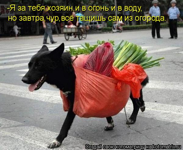 Котоматрица: -Я за тебя,хозяин,и в огонь и в воду, но завтра,чур,всё тащишь сам из огорода.