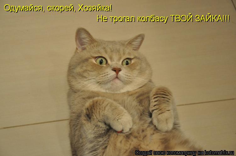 Котоматрица: Одумайся, скорей, Хозяйка! Не трогал колбасу ТВОЙ ЗАЙКА!!!