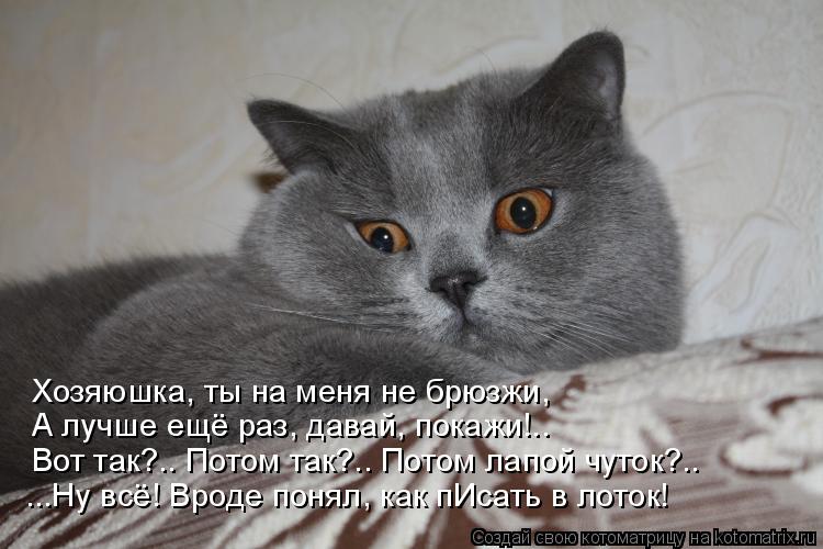 Хозяюшка, ты на меня не брюзжи, А лучше ещё раз, давай, покажи!.. Вот так?.. Потом так?.. Потом лапой... Котоматрица: Хозяюшка, ты на меня не брюзжи, А лучше ещё раз, давай, покажи!.. Вот так?.. Потом так?.. Потом лапой чуток?.. ...Ну всё! Вроде понял, как пИсать в ло
