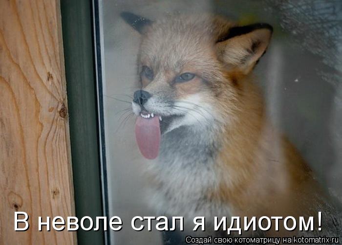 Котоматрица: В неволе стал я идиотом!