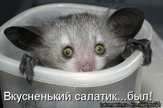 Котоматрица: Вкусненький салатик...был!