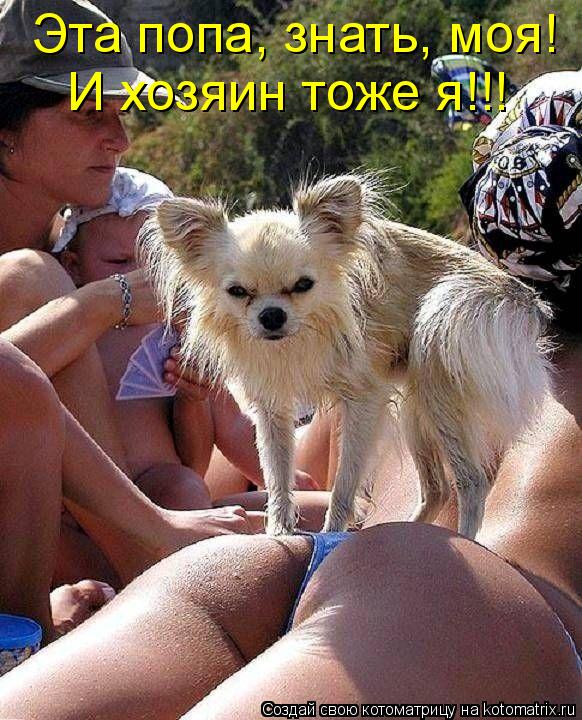 Котоматрица: И хозяин тоже я!!! Эта попа, знать, моя!