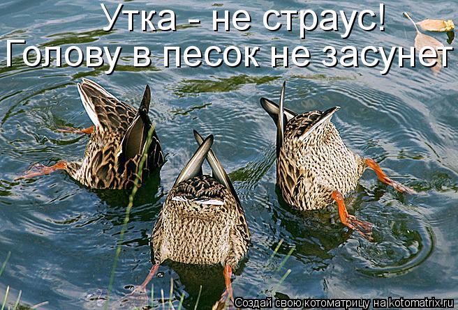 Котоматрица: Утка - не страус! Голову в песок не засунет!
