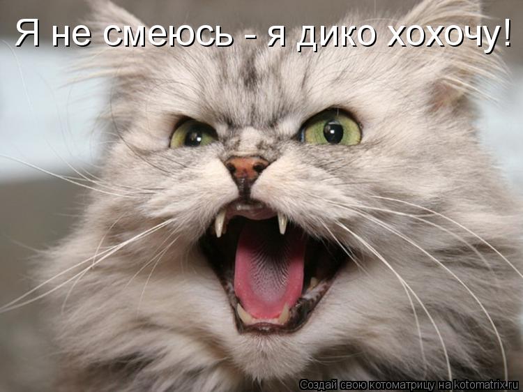 Котоматрица: Я не смеюсь - я дико хохочу!
