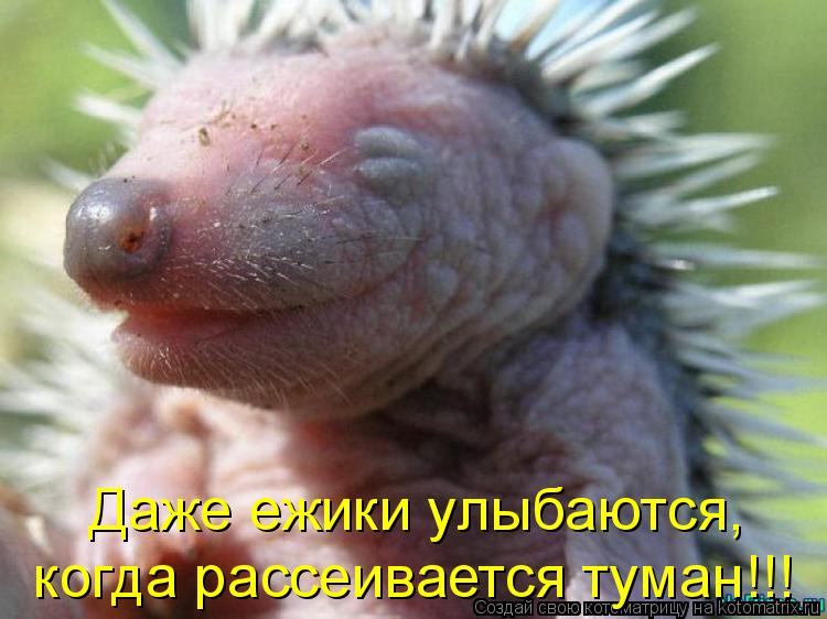 Котоматрица: Даже ежики улыбаются, когда рассеивается туман!!!