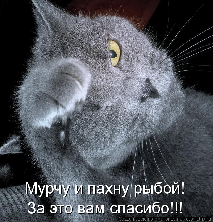 Котоматрица: Мурчу и пахну рыбой! За это вам спасибо!!!