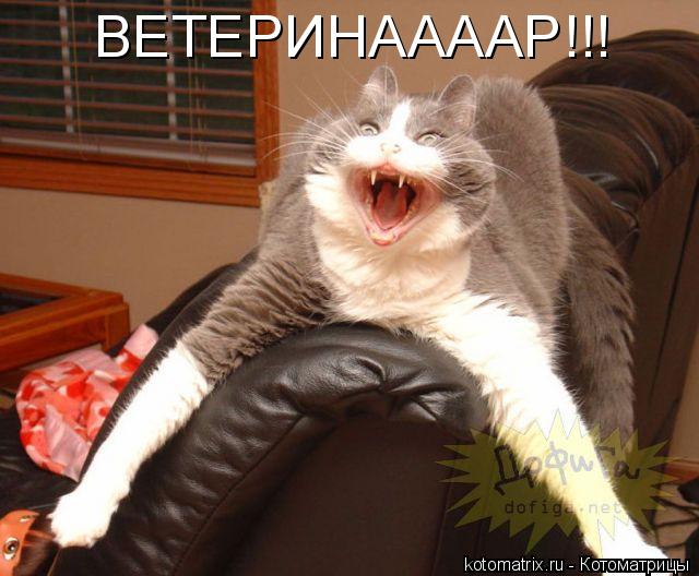 Котоматрица: ВЕТЕРИНААААР!!!