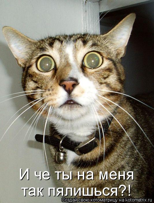 Котоматрица: И че ты на меня так пялишься?!