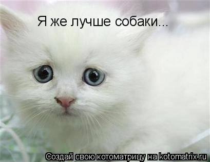 Котоматрица: а как же я? Я же лучше собаки...  Я же лучше собаки...