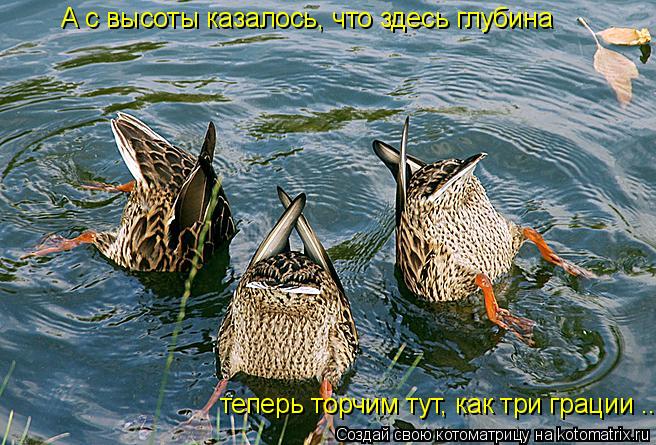 Котоматрица: А с высоты казалось, что здесь глубина теперь торчим тут, как три грации ...