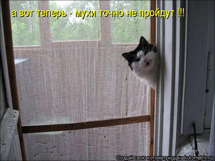 Котоматрица: а вот теперь - мухи точно не пройдут !!!