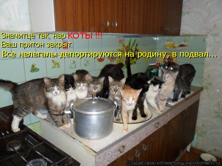 Котоматрица: КОТЫ !!! Все нелегалы депортируются на родину, в подвал... Ваш притон закрыт. Значитце так, нар