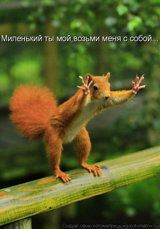 Котоматрица: Миленький ты мой,возьми меня с собой...