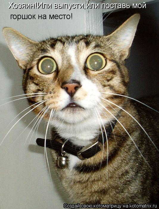 Котоматрица: Хозяин!Или выпусти,или поставь мой  горшок на место!
