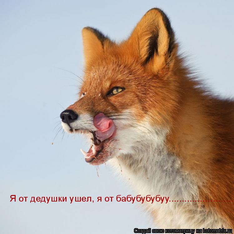 Котоматрица: Я от дедушки ушел, я от бабубубубуу..................................